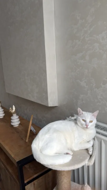 Minoucha, Verviers