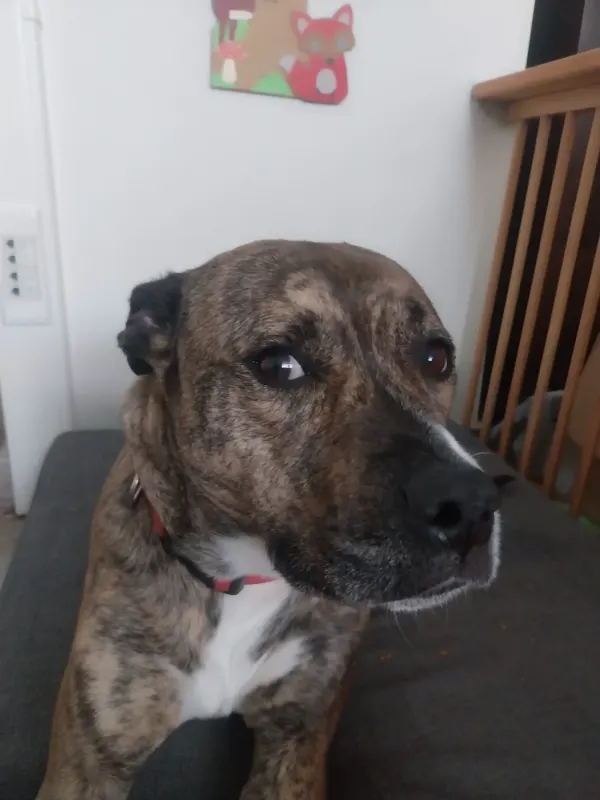 Roxanne, Saint-Gilles/Sint-Gillis