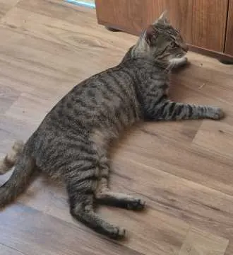 Kovu, Mannheim