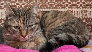 Cinni, Sülzetal