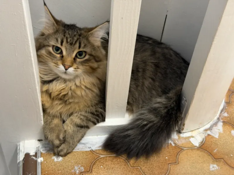 Loki, Bürstadt