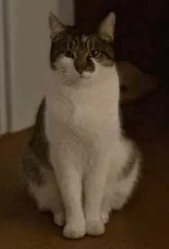 Timon, Langen (Hessen)
