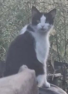 Balu, Wachtendonk