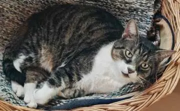 Sammy, Quierschied