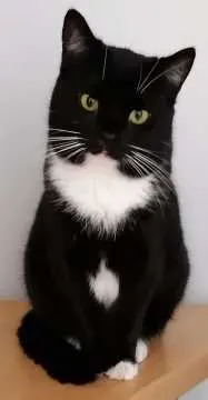 Mitzi, Hamminkeln
