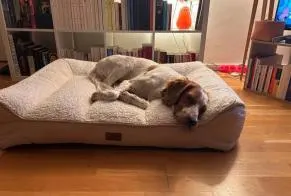 Chien, Dampmart