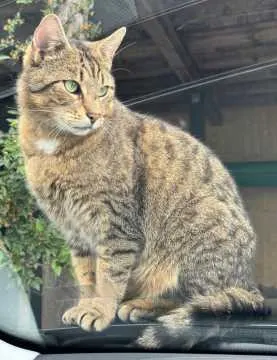 Leo, Frankenberg