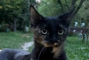 Chat, Châteaurenard
