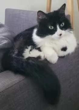 Fluffy, Heinsberg