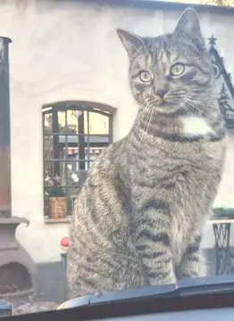 Frieda, Hohenstein-Ernstthal