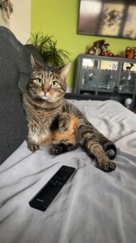 Charly, Tettnang