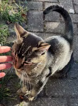 Kiwi, Baden-Baden
