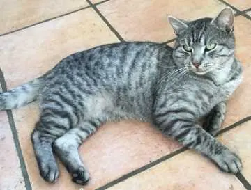 Simba, Meckenheim