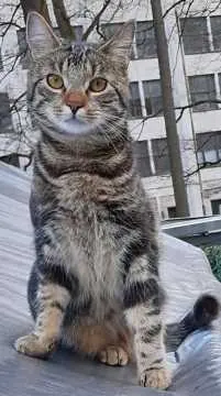Felix, Sonneberg
