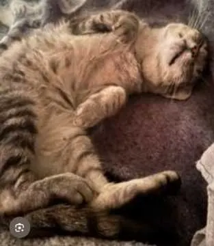 Sissy, Lingen (Ems)