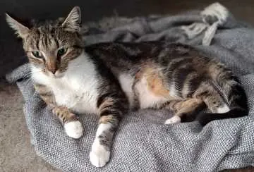 Lilli, Lüdinghausen
