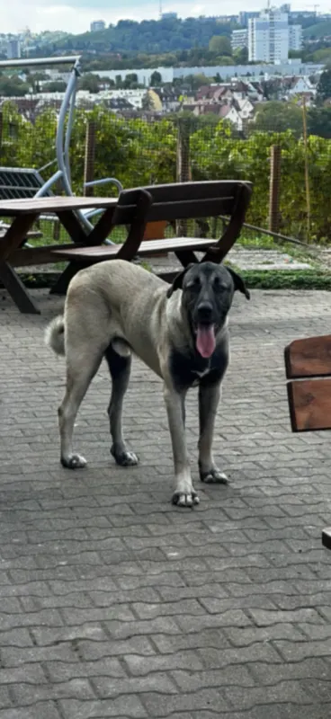 Aslan, Stuttgart Mühlhausen