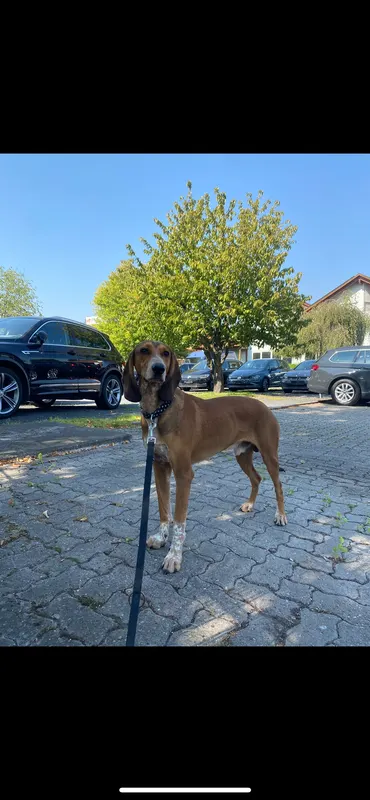 Pino, Stuttgart