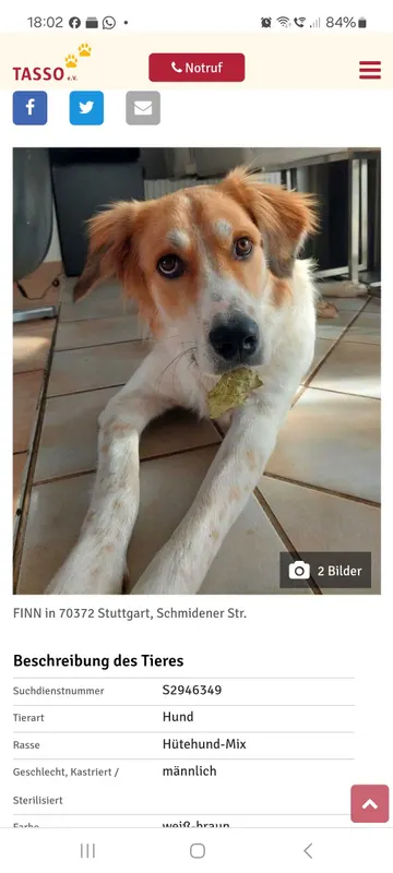 Finn, Stuttgart-Ost