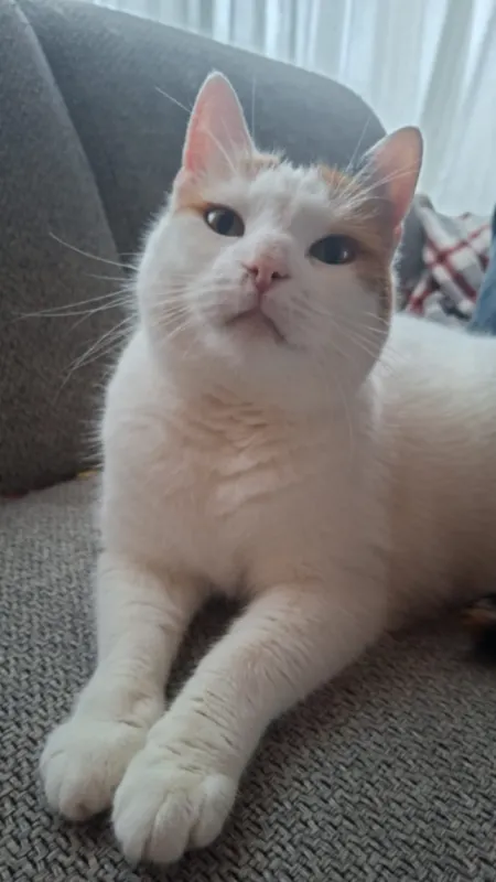Muis, Klazienaveen