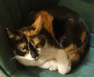 Lilly, Cottbus