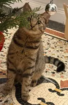 Benny, Itzehoe