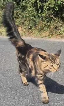 Rosie, Kranenburg