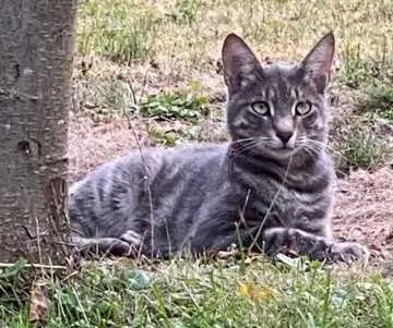 Simba, Backnang