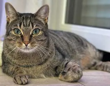 Nala, Hövelhof