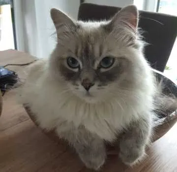 Yoshi, Lingenfeld