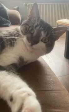 Klaus, Osnabrück