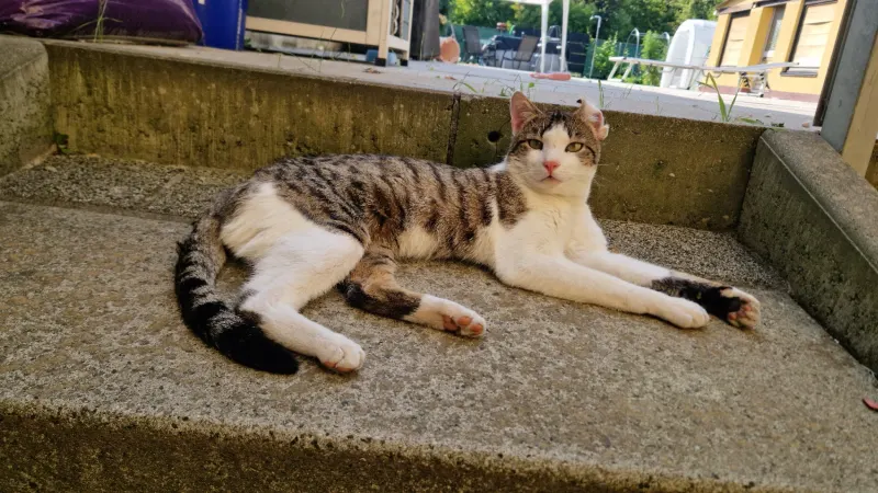 Sammy, Viernheim