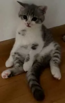 Kitty, Gießen