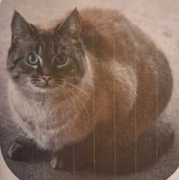 Ella, Rangsdorf