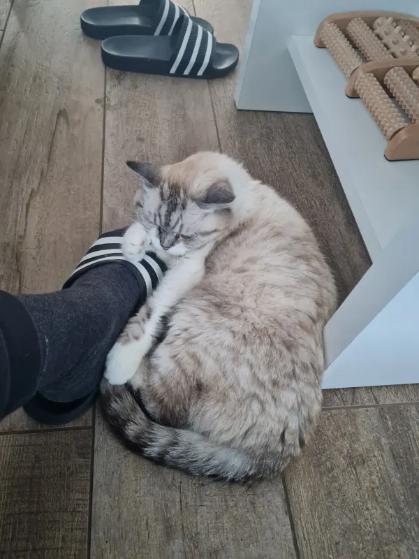 Cindy, Gröbenzell