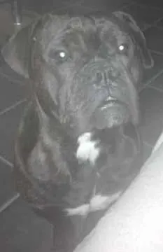 Hector, Bochum