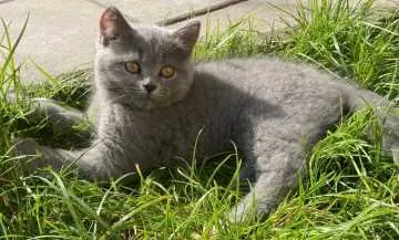 Milo, Lingen (Ems)