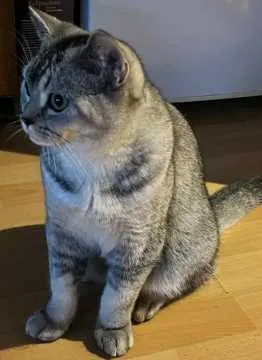 Gizmo, Hofgeismar