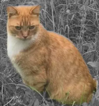 Willi, Stendal