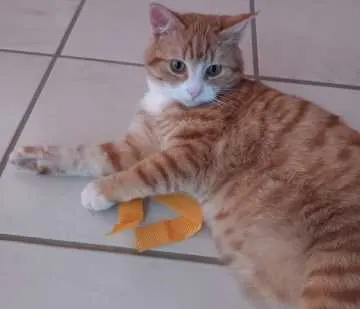 Gustav, Bad Rappenau