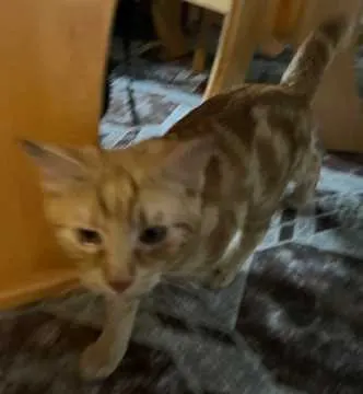 Simba, Herbrechtingen