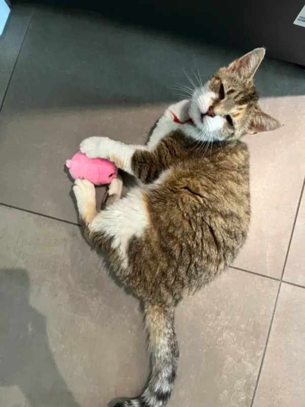Minou, Bünde