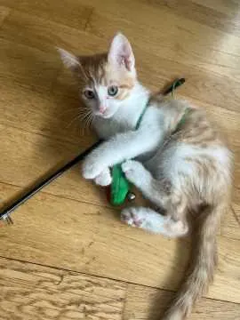 Simba, Bad Mergentheim