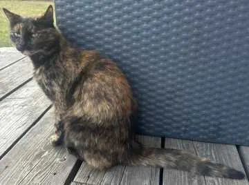 Minou, Hohenzieritz