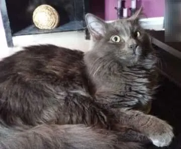 Gandalf, Kitzingen