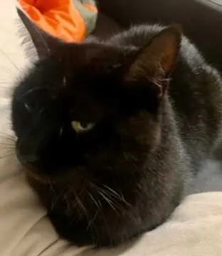 Bobby, Jülich