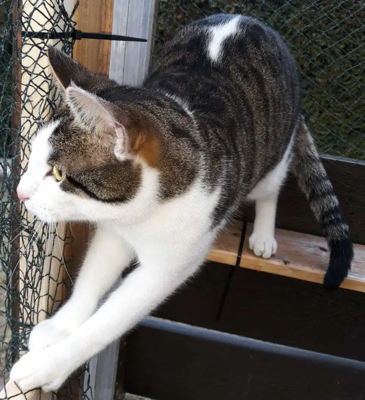 Simon, Crailsheim