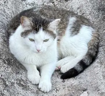 Miki, Cölbe
