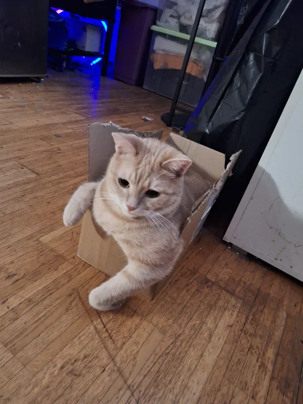 Sanji, Vienna
