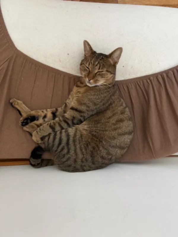 Louie, Hietzing